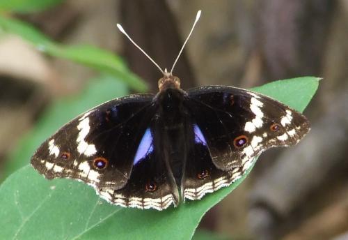Junonia oenone